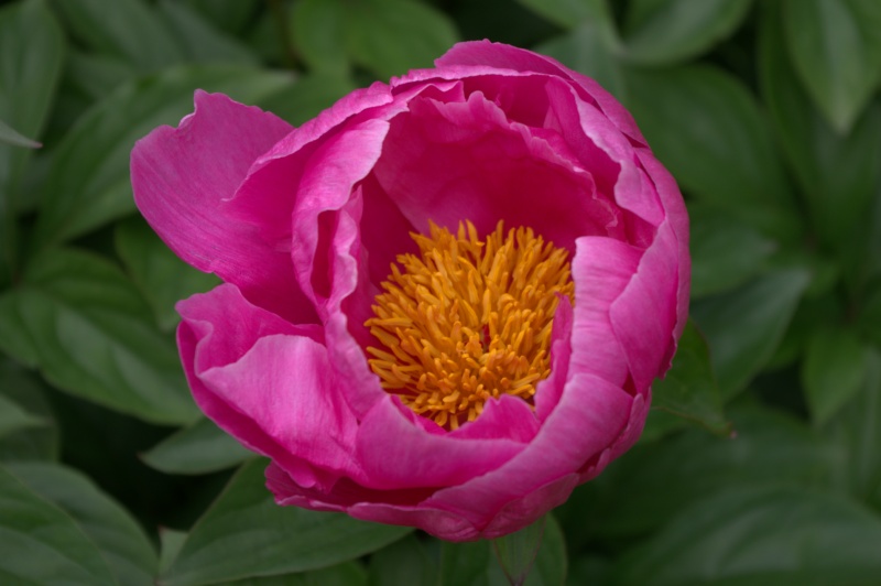 Pivoine 'Souvenir de Marguerite Lemoine'